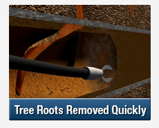 Tree Root Intrusions Rydalmere